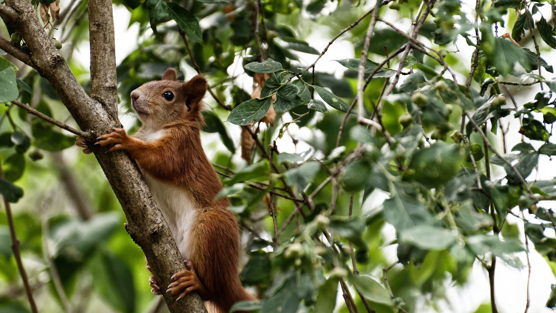 颠覆认知的绿茵奇迹，当欧冠半决赛上演国家德比