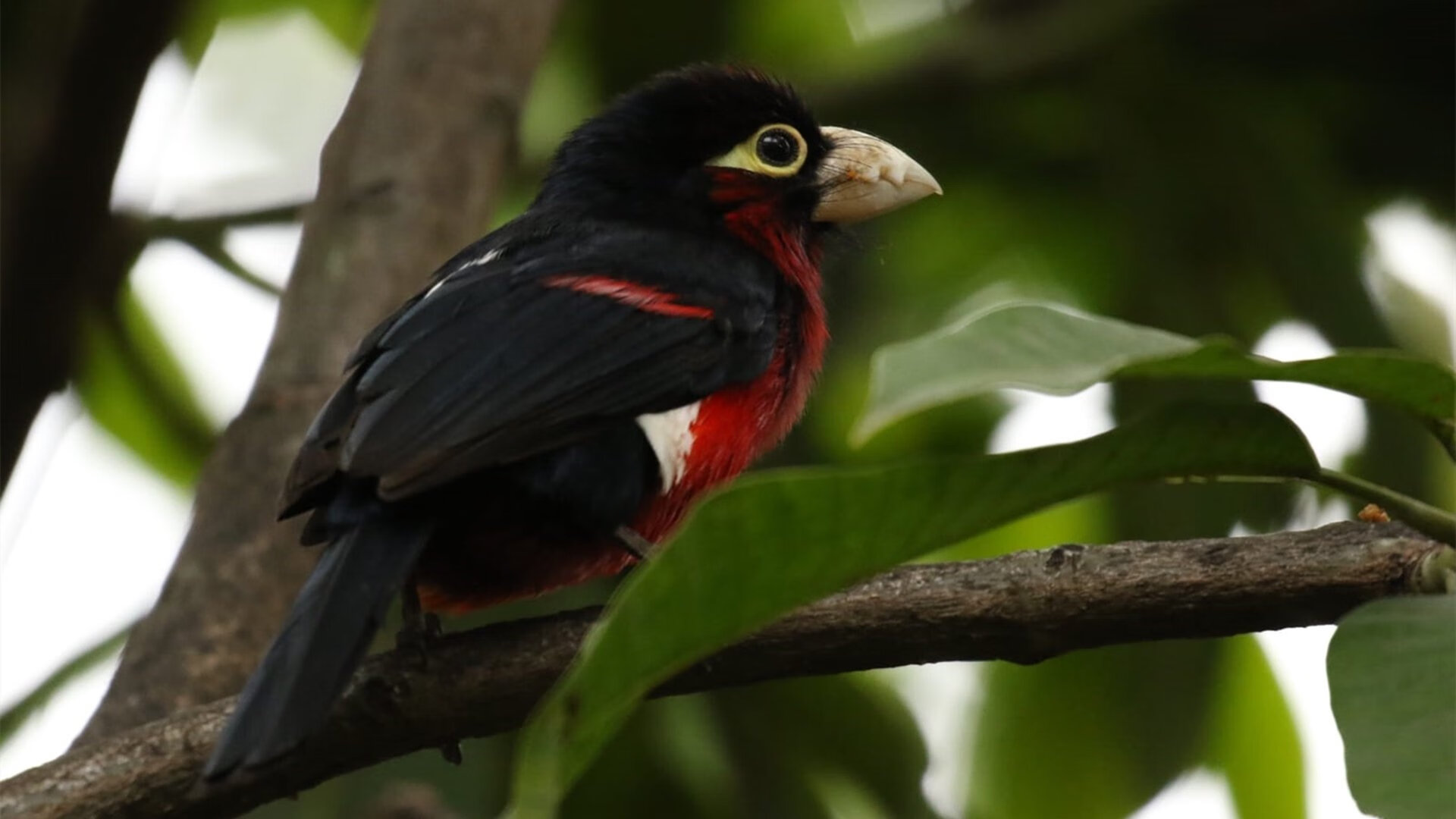 浓眉50+20难救主！北京队团队篮球掀翻勇士王朝