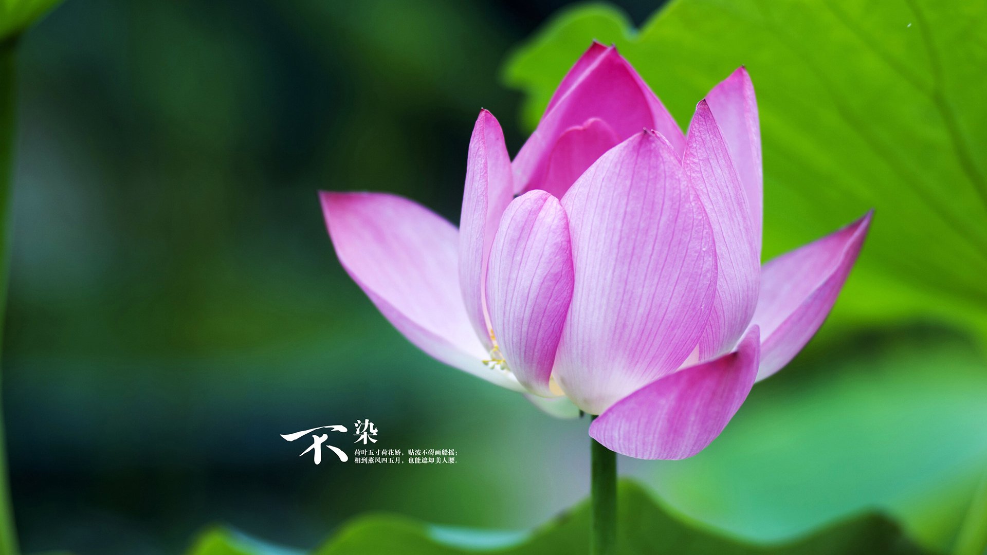 救赎之战，蒂亚戈关键表现助沙特轻取爱尔兰