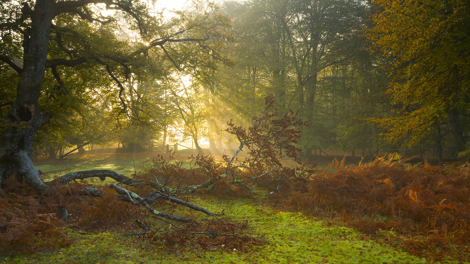 战火何以蔓延？从伯纳乌到雅温得的胜利方程式