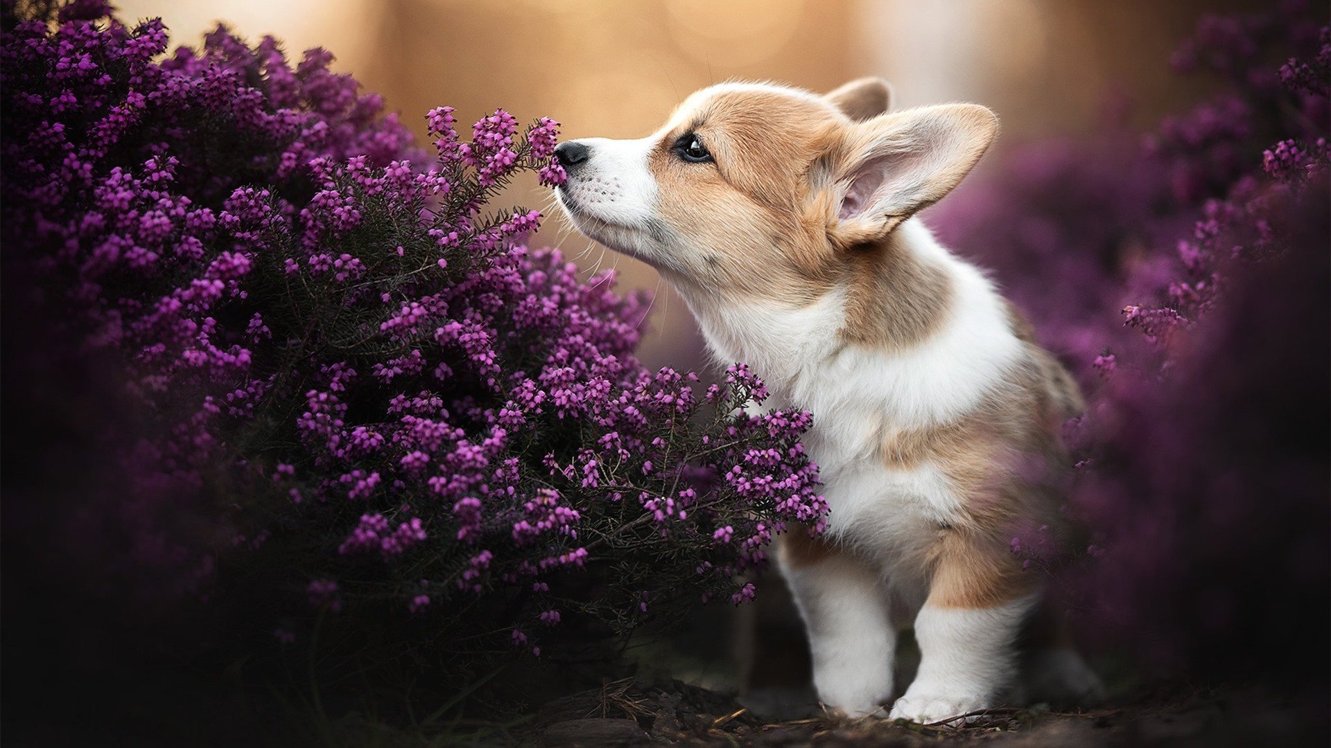 欧冠淘汰赛之夜，穆勒出鞘利刃从不手软