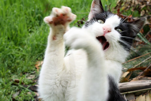 平行宇宙的篮球狂想,当杰伦格林爆发遇凯尔特人制霸广东队