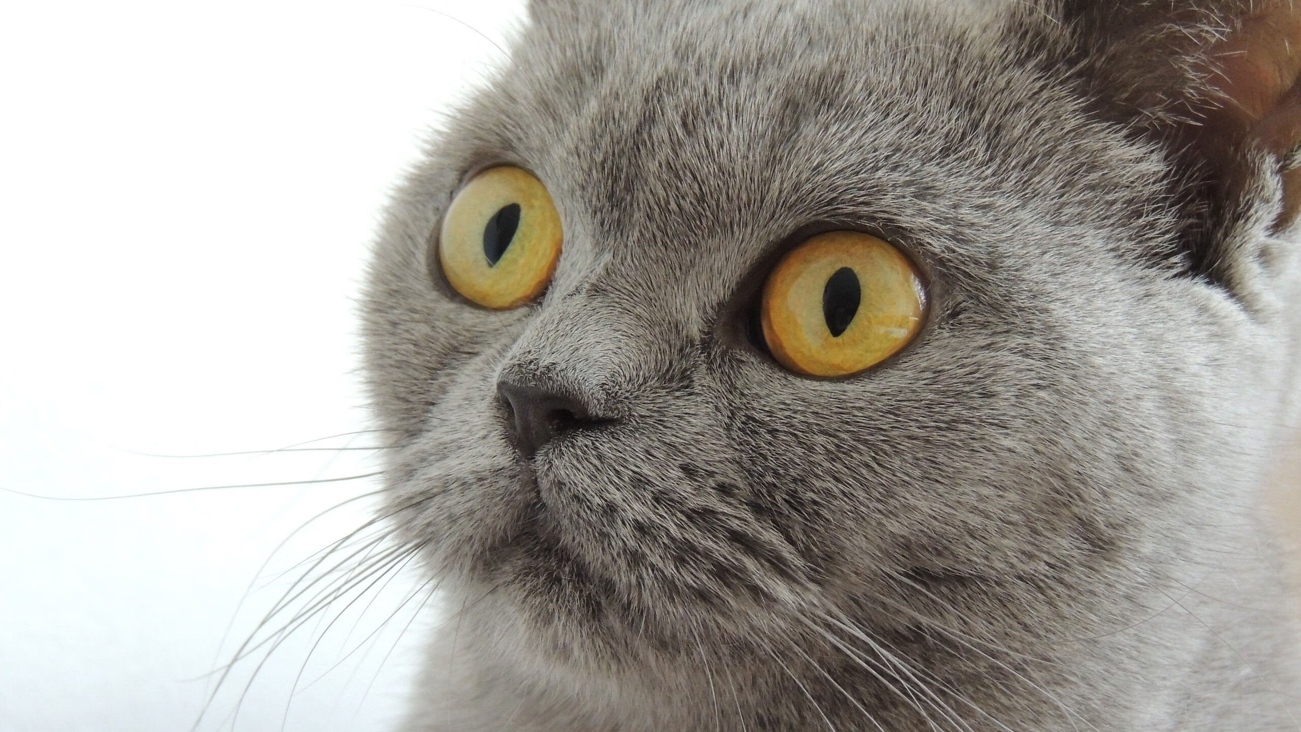 封锁与接管,日本防乌拉圭,黄喜灿奥运关键战定乾坤