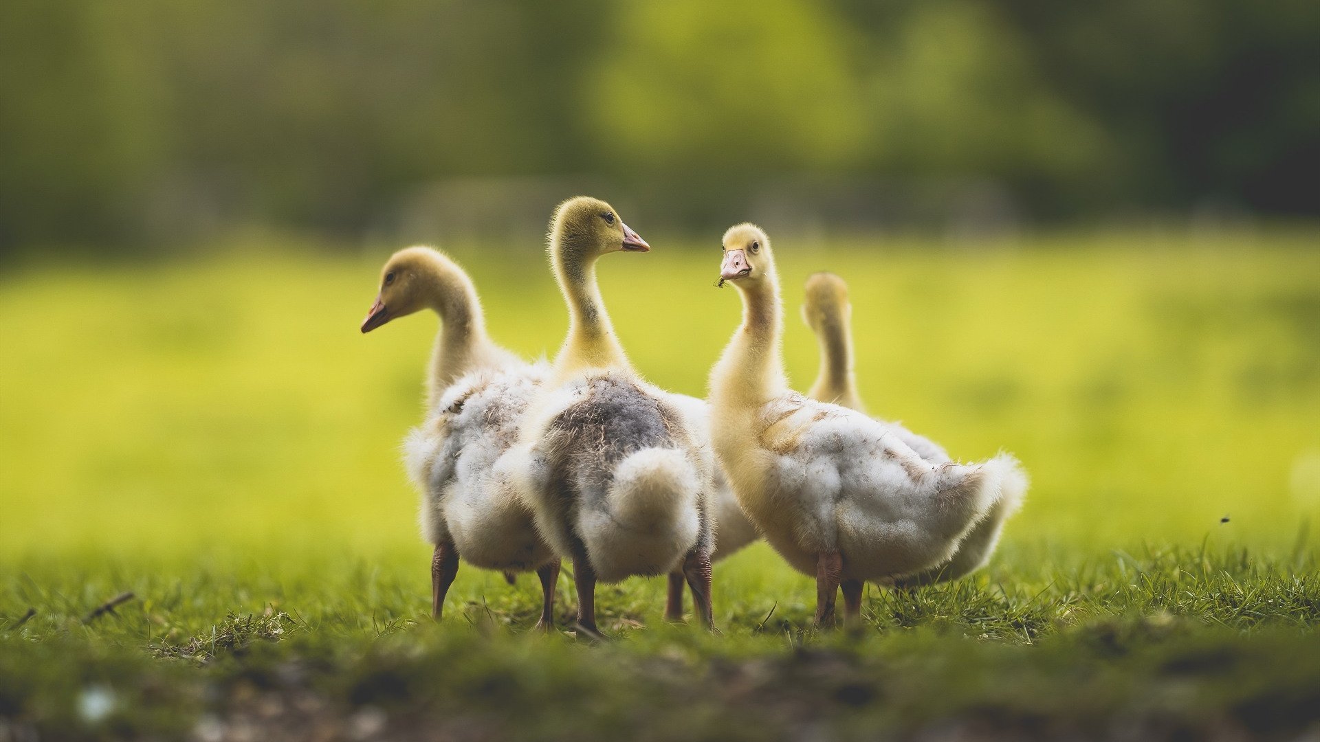 欧冠淘汰赛之夜,三笘薰的刺客与坚盾