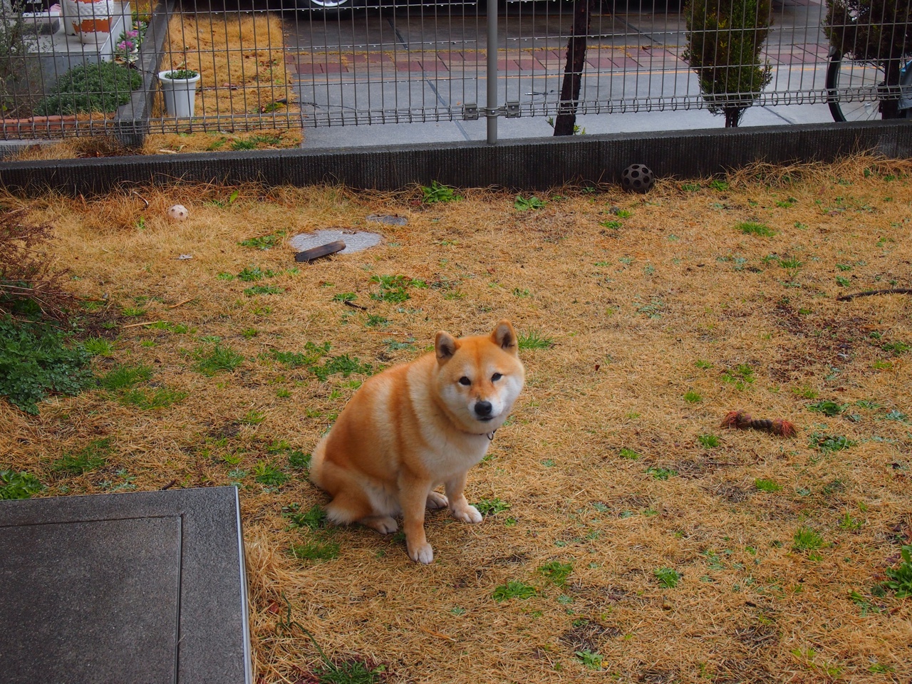 铁血防守铸就抢七传奇,霍勒迪接管时刻撕裂灰熊