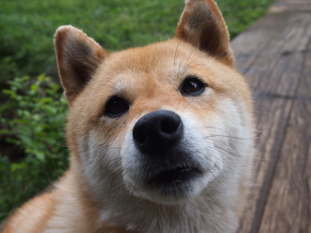 黄潜水艇的非洲远征与亚洲之光的欧冠舞台,足球世界的两重宇宙