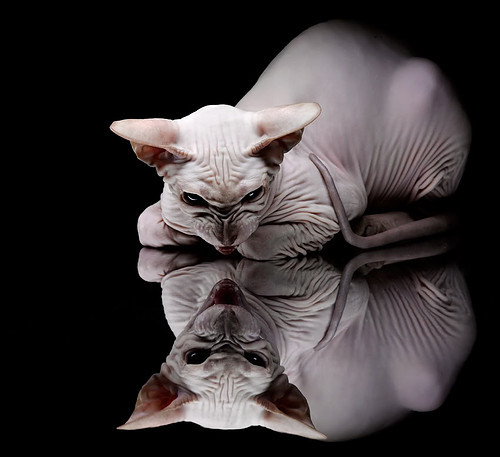 德甲争冠烽烟之夜,英格兰魔术师福登的攻防交响曲