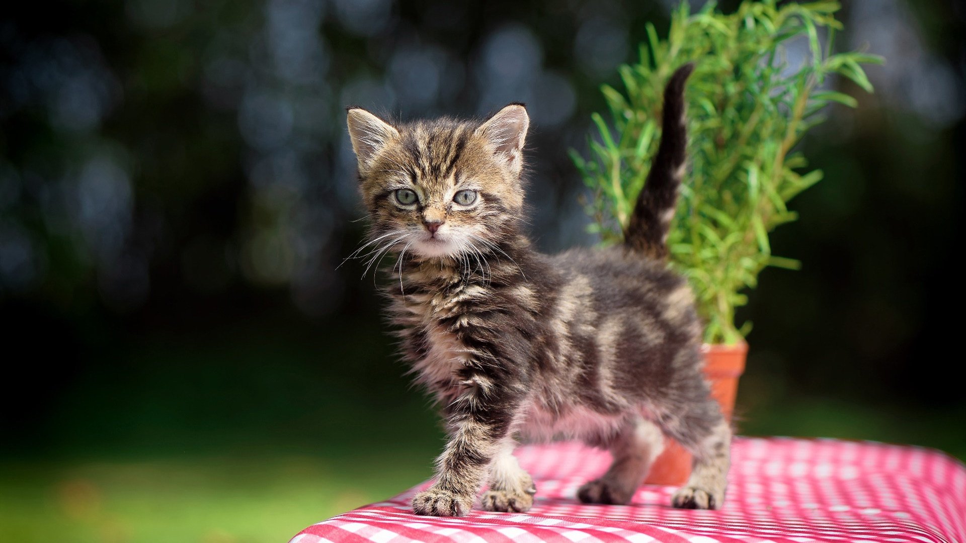 杰伦格林爆发轰下42分，北京队主场碾压森林狼获辉煌胜利