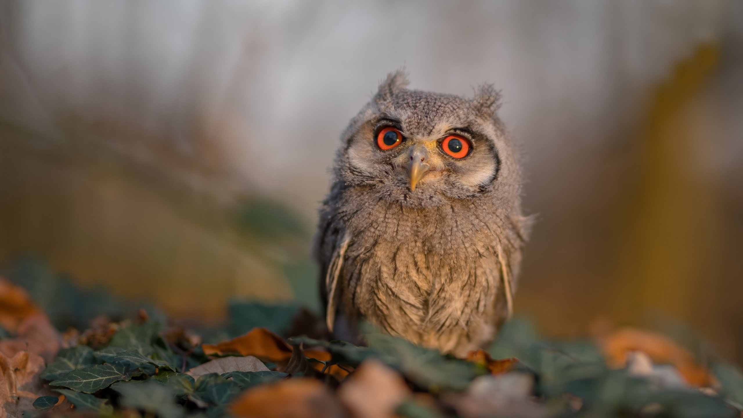 爱德华兹44分点燃新奥尔良，鹈鹕力克篮网，争冠之路鸣响号角