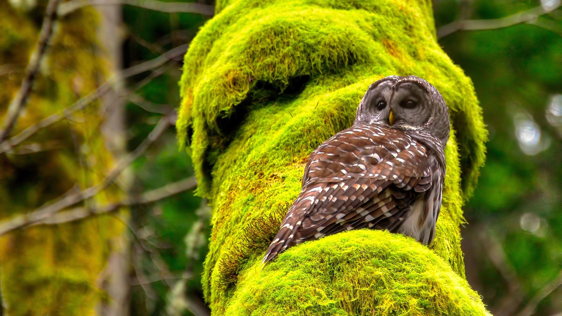 冰火淬炼，楚阿梅尼关键回合不手软，中国对阵爱尔兰上演经典交锋