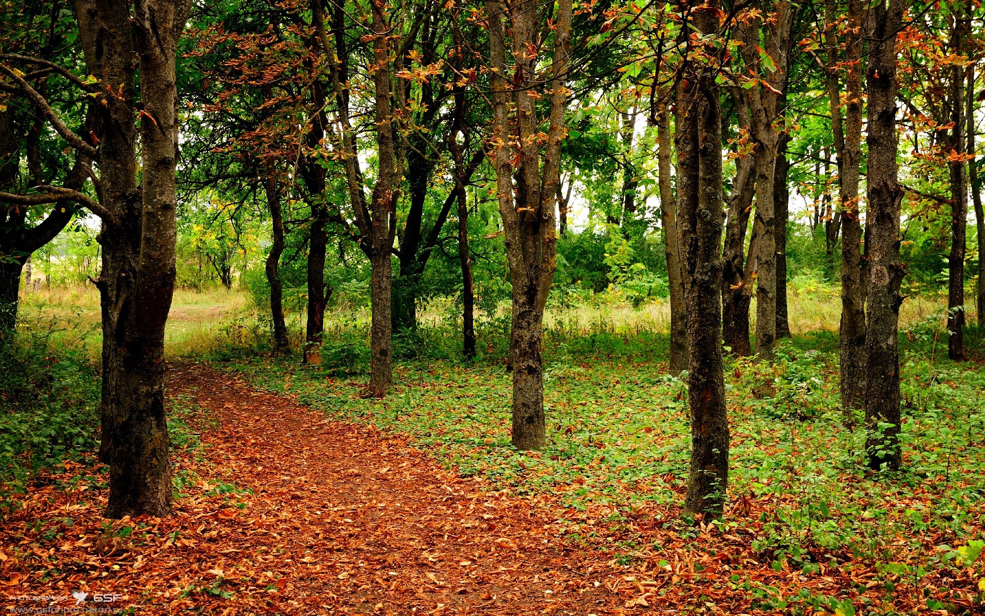 奥亚尔萨瓦尔的艺术课，当佛罗伦萨防线沦为他的画布