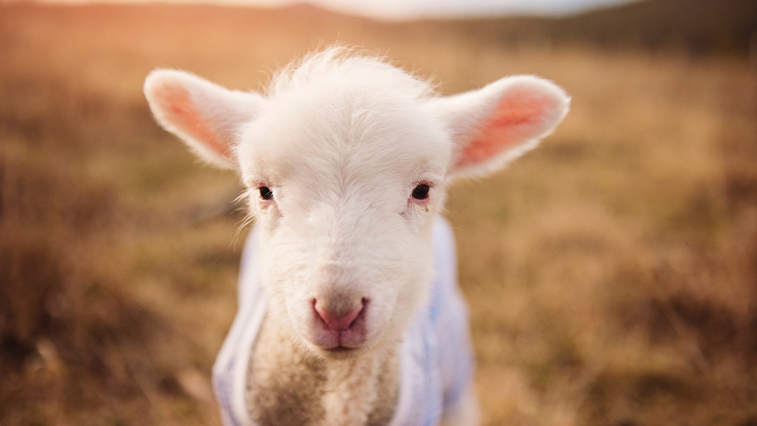 恩比德防守端锁死雄鹿核心,国王主场鏖战告捷