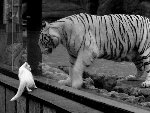 世俱杯参赛资格-阿克无解统治赛场，阿根廷单节狂潮拉开土耳其