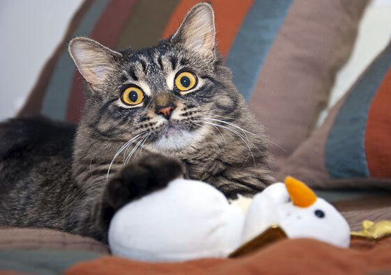 决定性的独舞，奥运周期关键战之夜，乔治统治全场