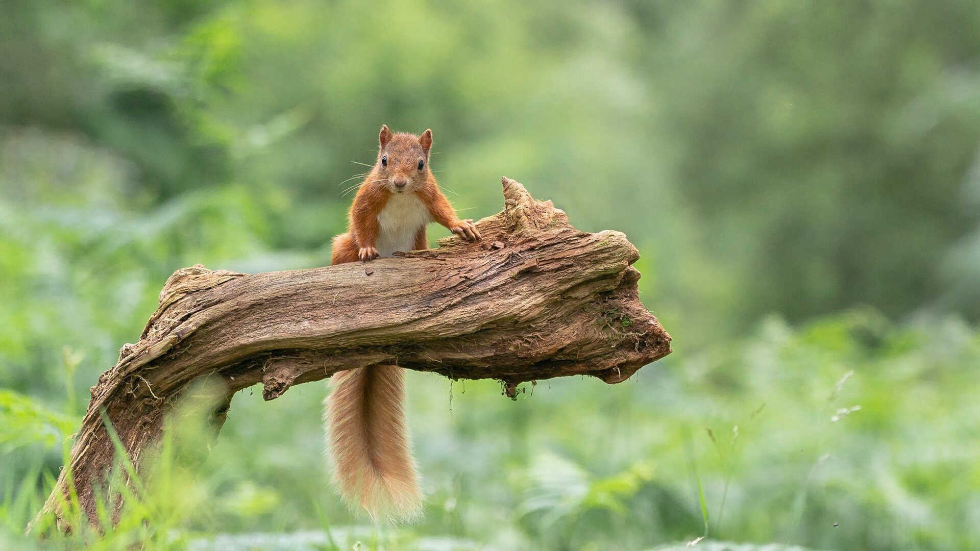 跨界闪耀，灰熊终结热火悬念，库里奇迹在意甲上演